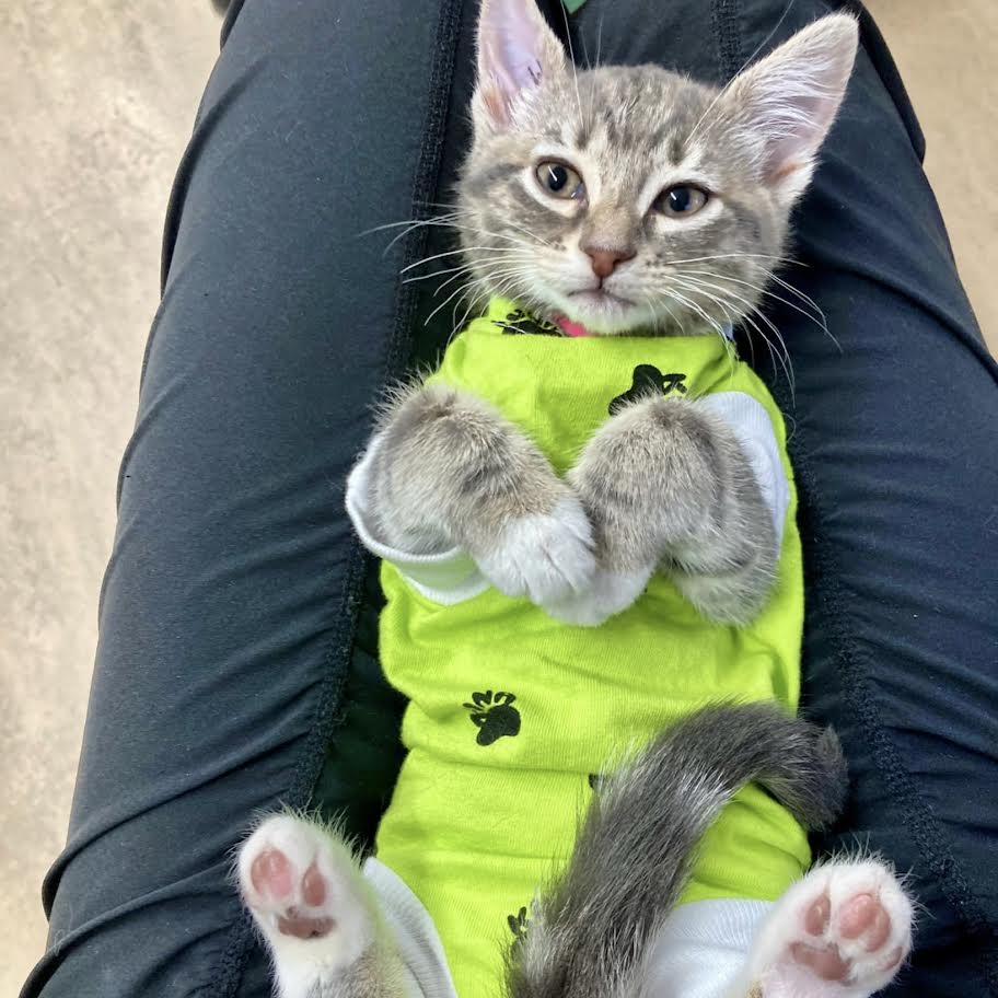 kitten