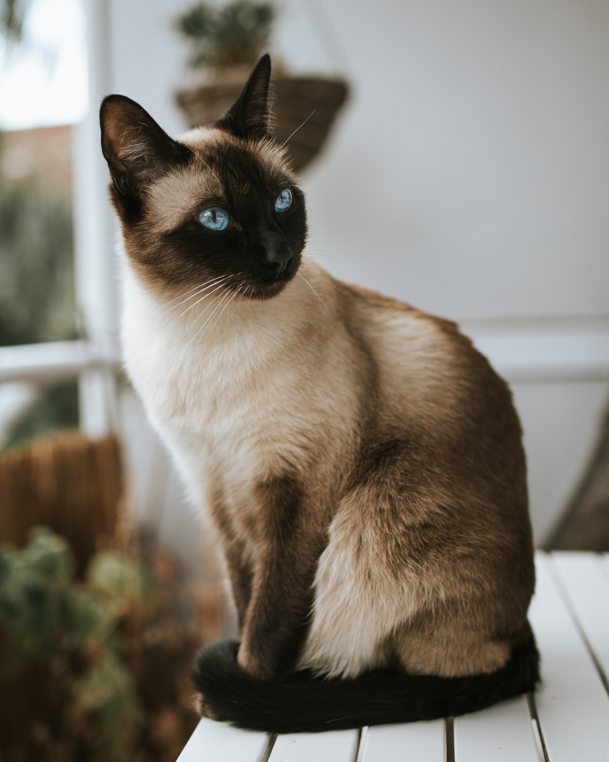 About Lighthouse Veterinary Hospital in Qualicum Beach, BC About Lighthouse Veterinary Hospital in Qualicum Beach, BC