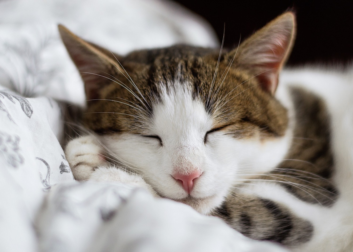 Tabby cat with light brown eyes lounging on its side