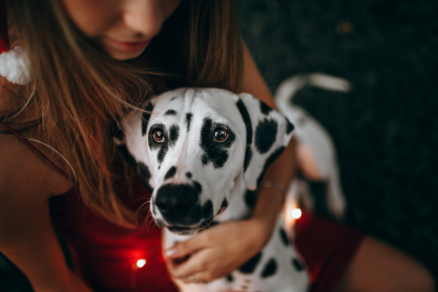 Adorable Dalmatian dog, held by female owner