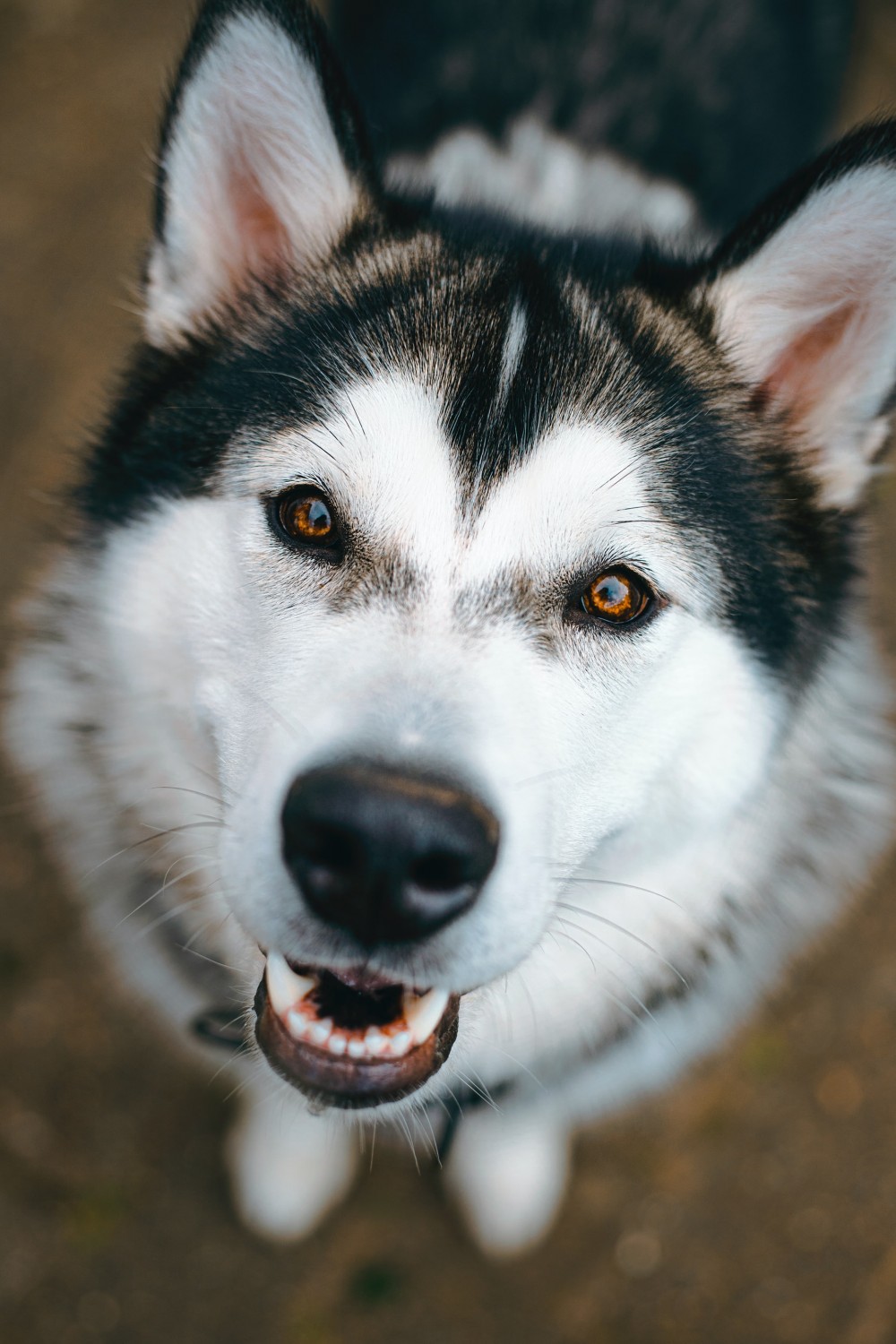 Happy Alaskan Malamute dog with brown eyes