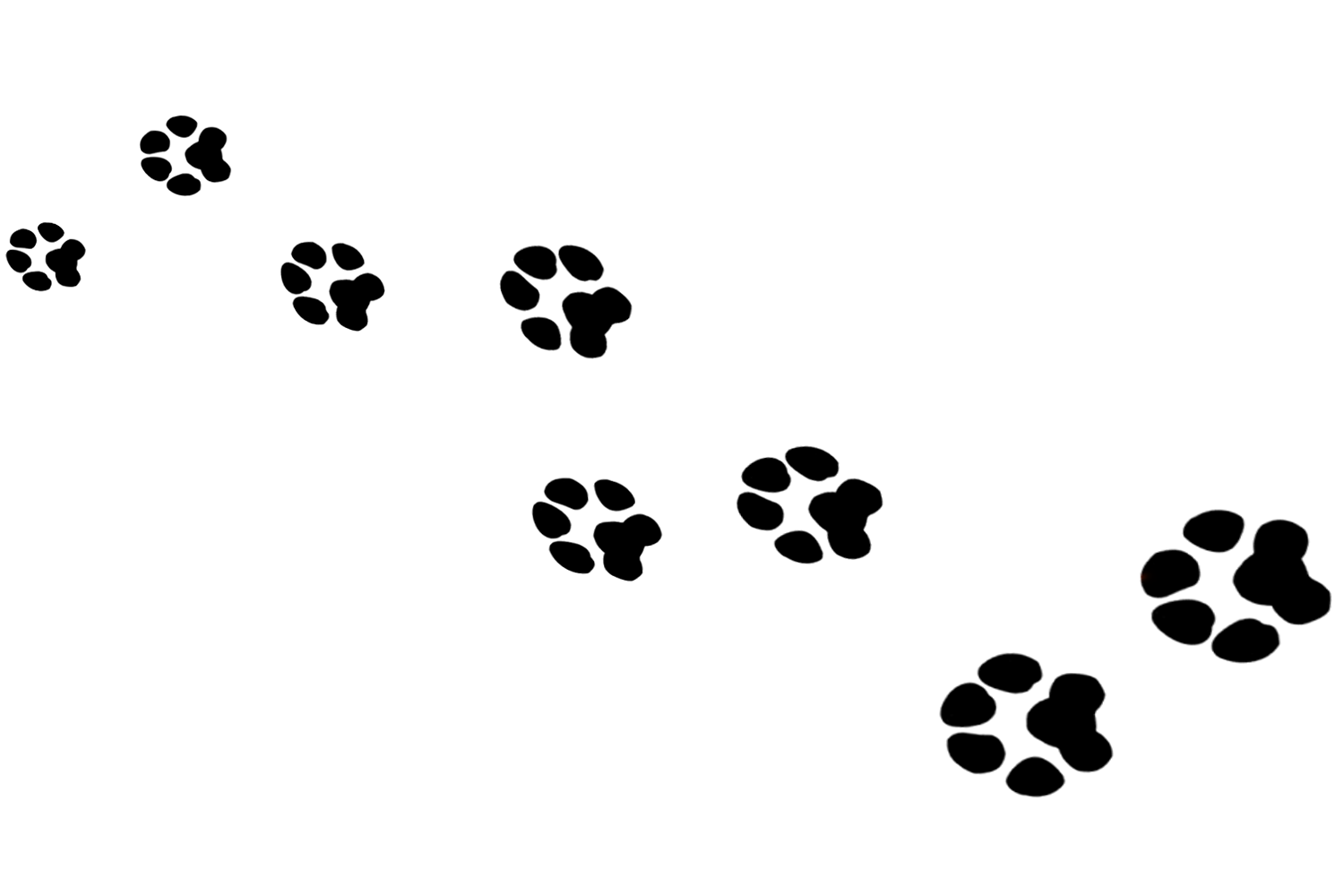 pawprints