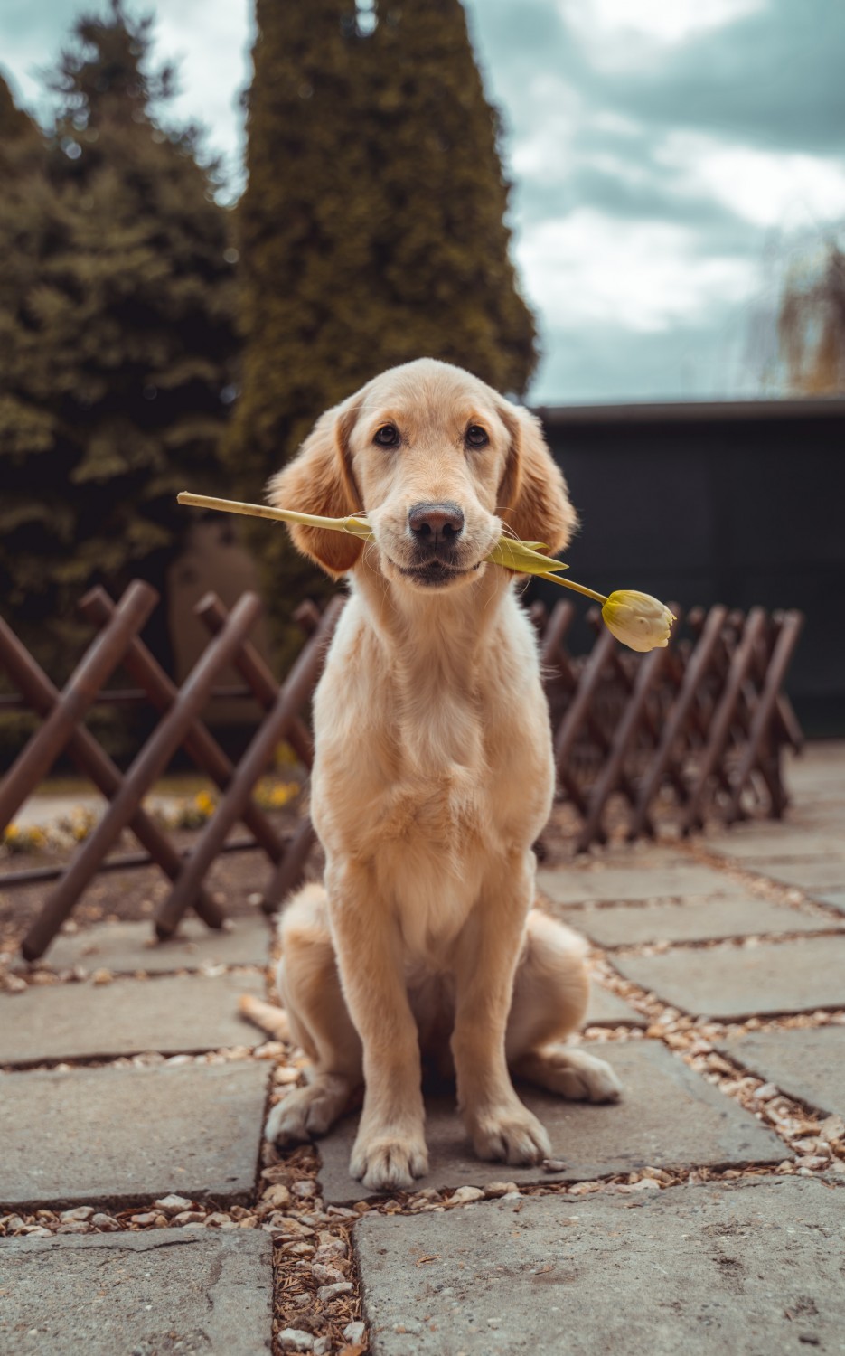 Yellow labrador puppy sitting, holding a yellow tulip